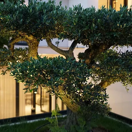 Arbnor Boutique * Tirana